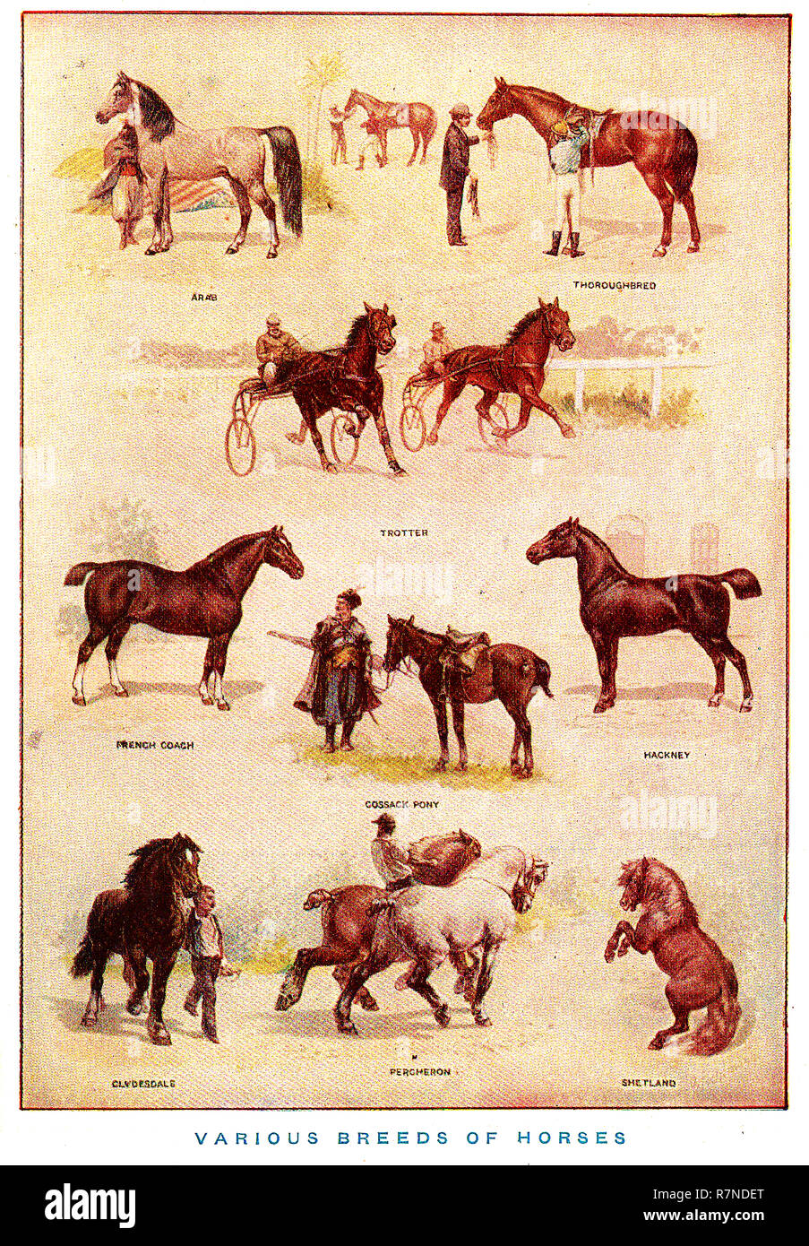 Une illustration couleur Anglais 1924 montrant différentes races de chevaux Banque D'Images