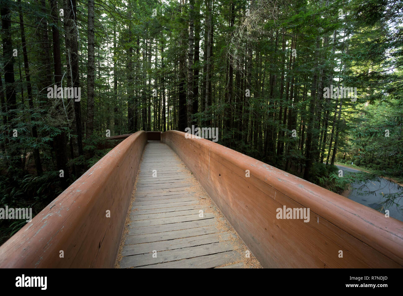 Des sentiers de randonnée au Sentier Lady Bird Johnson Grove en Californie Redwoods National Park et des parcs d'État. Banque D'Images