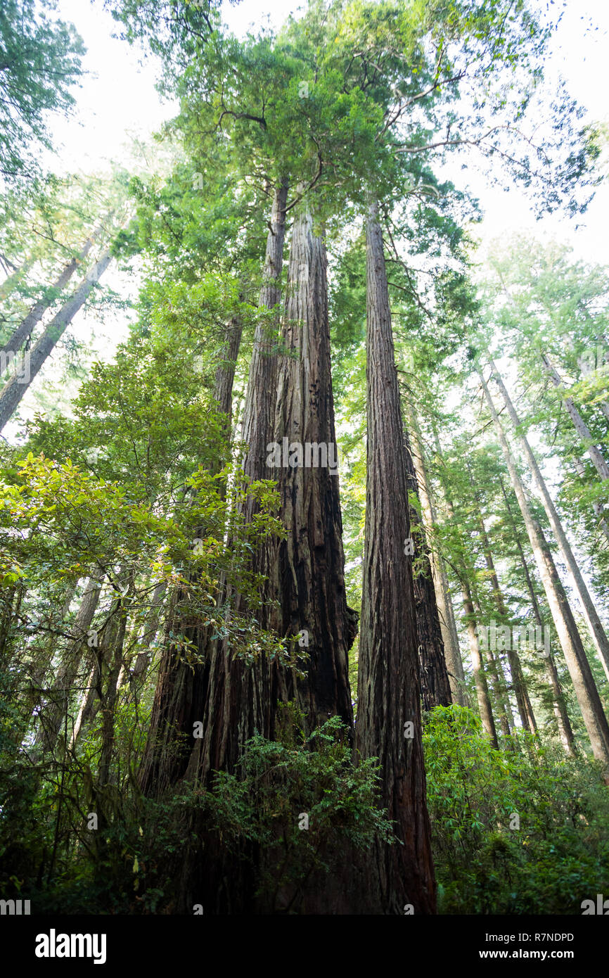 Des sentiers de randonnée au Sentier Lady Bird Johnson Grove en Californie Redwoods National Park et des parcs d'État. Banque D'Images