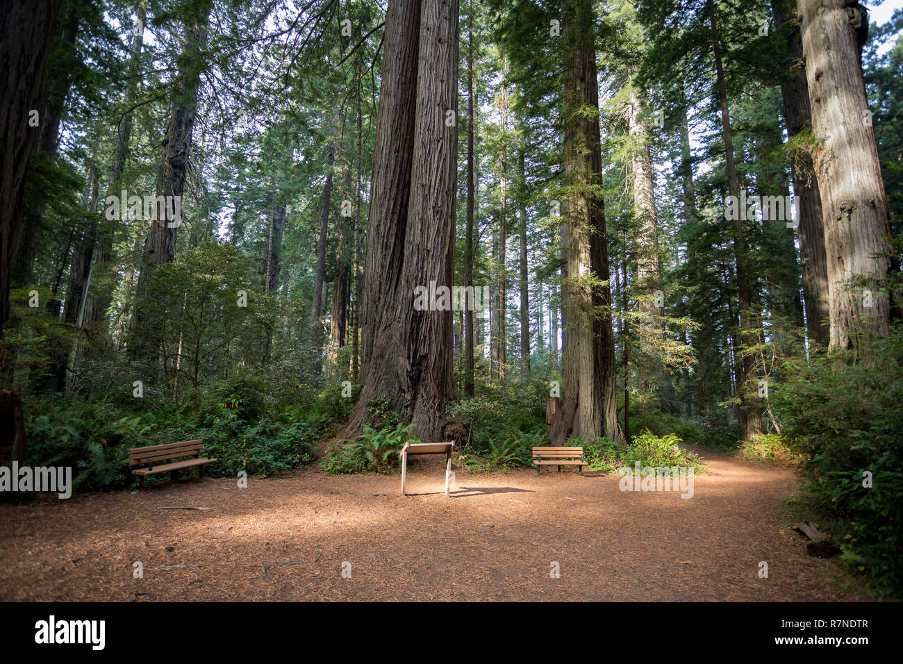 Des sentiers de randonnée au Sentier Lady Bird Johnson Grove en Californie Redwoods National Park et des parcs d'État. Banque D'Images