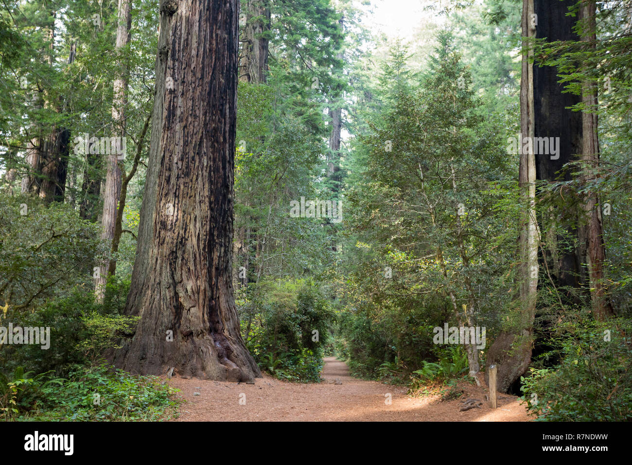 Des sentiers de randonnée au Sentier Lady Bird Johnson Grove en Californie Redwoods National Park et des parcs d'État. Banque D'Images