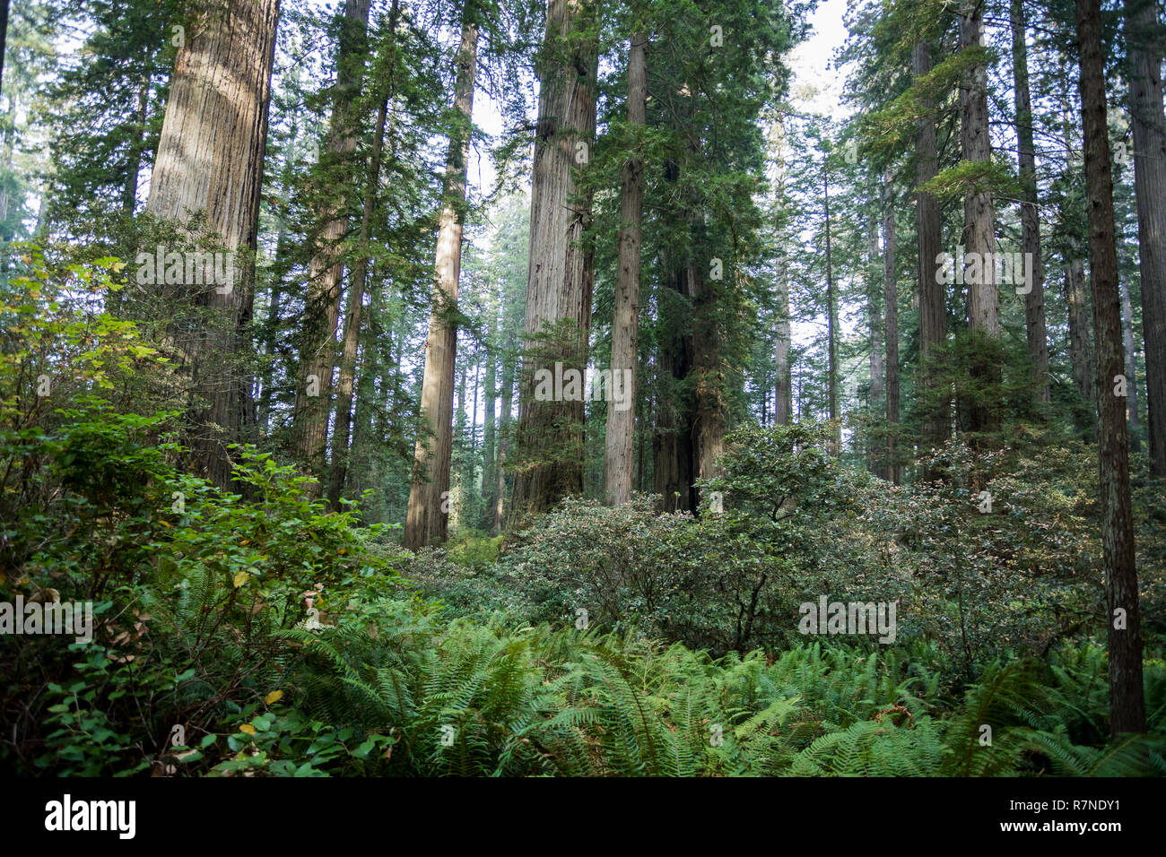 Des sentiers de randonnée au Sentier Lady Bird Johnson Grove en Californie Redwoods National Park et des parcs d'État. Banque D'Images