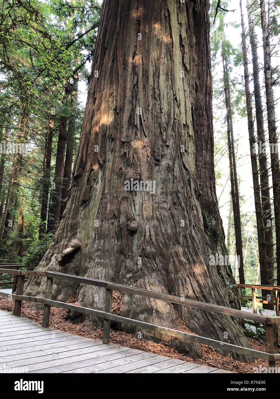 Arbre de la fraternité en Californie Redwoods state park et parc national le long de la côte. Banque D'Images
