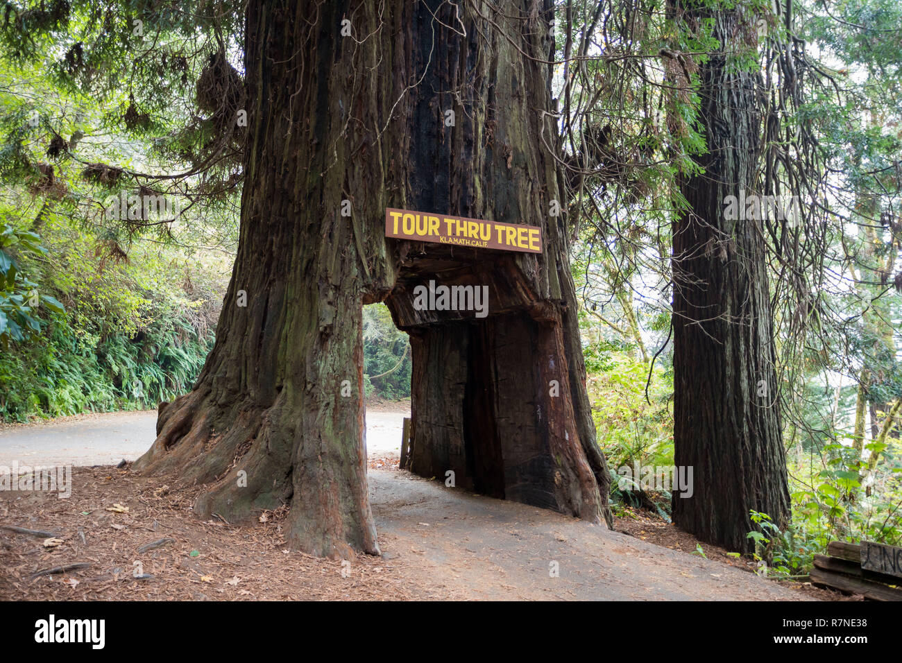 Bernardino, CA - le 20 novembre 2018 : Visite à arbre dans la petite ville de San Juan est une icône de la California redwoods National Park. Les propriétaires de véhicules peuvent p Banque D'Images