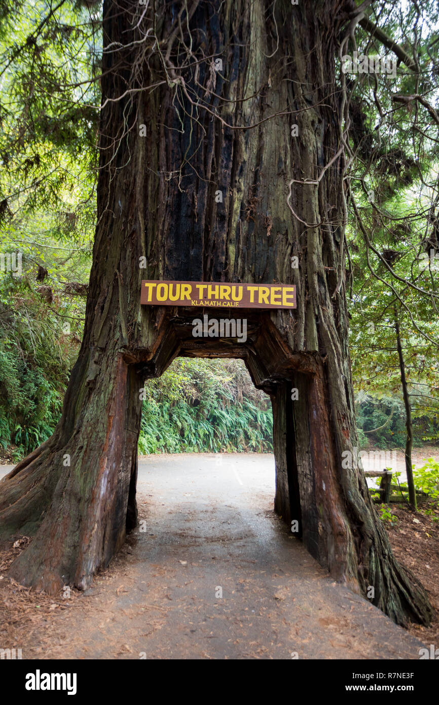 Bernardino, CA - le 20 novembre 2018 : Visite à arbre dans la petite ville de San Juan est une icône de la California redwoods National Park. Les propriétaires de véhicules peuvent p Banque D'Images