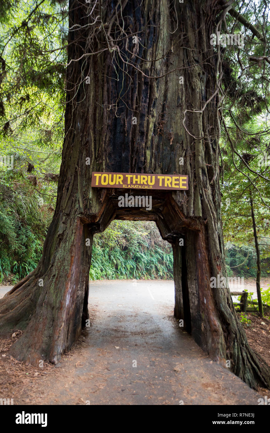 Bernardino, CA - le 20 novembre 2018 : Visite à arbre dans la petite ville de San Juan est une icône de la California redwoods National Park. Les propriétaires de véhicules peuvent p Banque D'Images