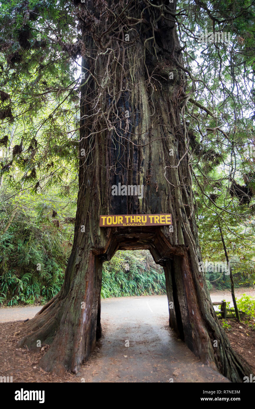 Bernardino, CA - le 20 novembre 2018 : Visite à arbre dans la petite ville de San Juan est une icône de la California redwoods National Park. Les propriétaires de véhicules peuvent p Banque D'Images