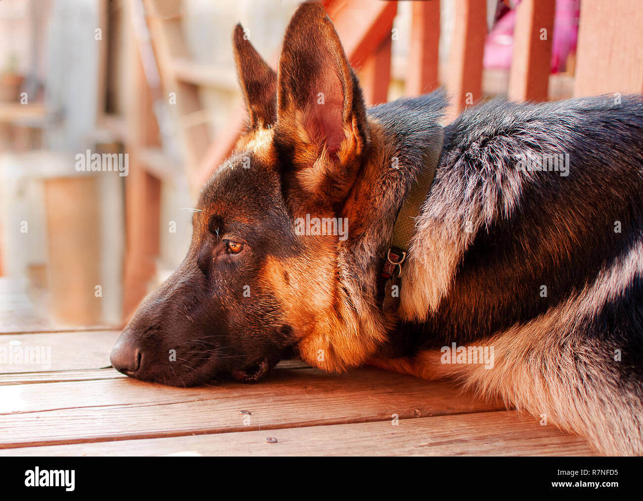 German Shepard Banque D'Images