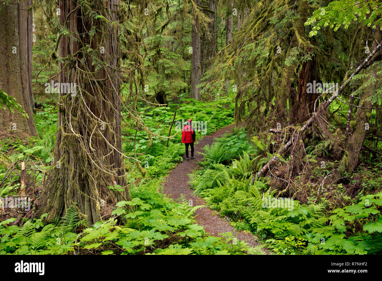 WA15504-00...WASHINGTON - Randonneur dans la forêt pluviale tempérée le long de l'ancienne mine Trail accessible à partir de la route de la rivière de carbone/Trail à Mount Rainier National Park Banque D'Images