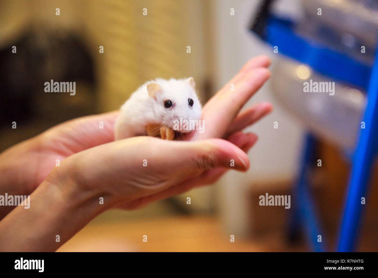 Femme exotique mignon hamster nain blanc d'hiver (Winter White Dwarf hamster sibérien, Djungarian, cris) heureux propriétaire des larmes sur les mains de palm, reconnaissant pour p Banque D'Images