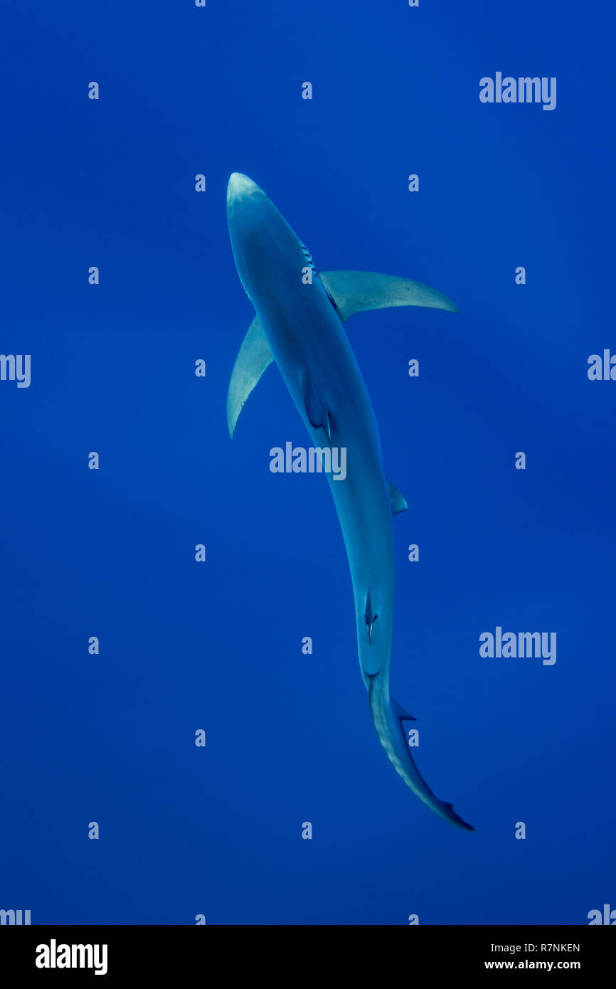 Le requin bleu Requin bleu (Prionace glauca), l'île de Pico, Açores. Banque D'Images