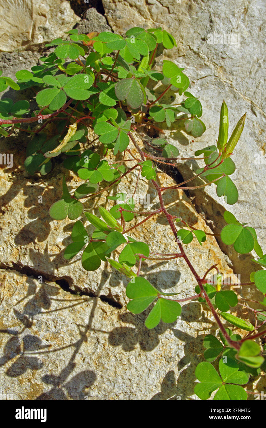 Oxalis corniculata, le woodsorrel woodsorrel jaune ou couchées, famille Oxalidaceae, avec la dispersion des explosifs Banque D'Images