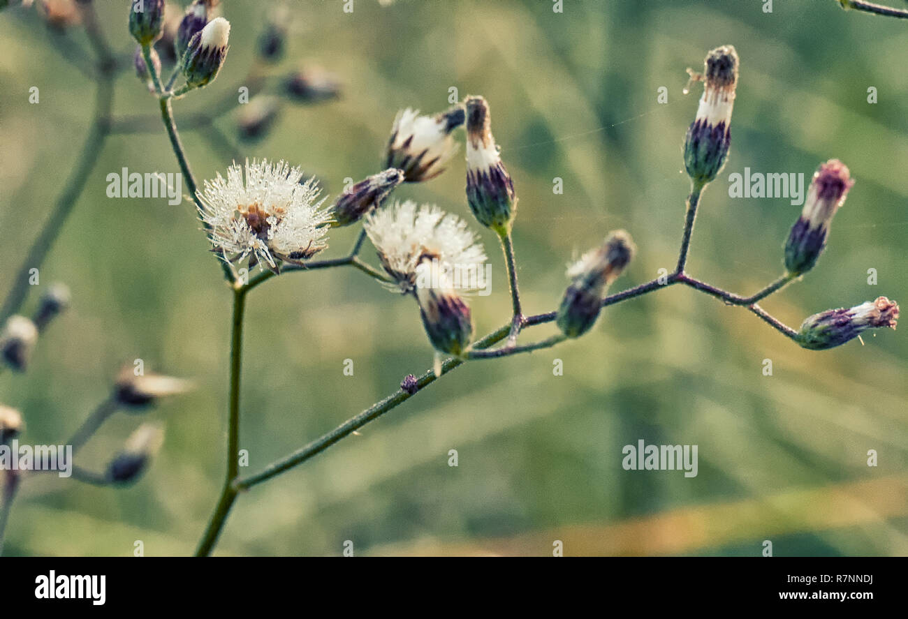 La belle nature Banque D'Images