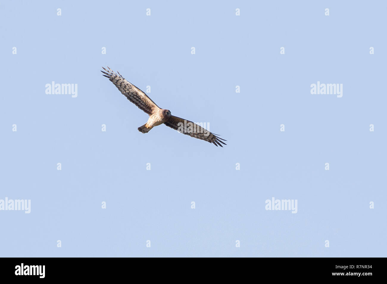 Une seule femelle Busard Saint-Martin vu du dessous et sur la chasse aux côtés de l'eau dans les Everglades, Floride, États-Unis d'Amérique Banque D'Images