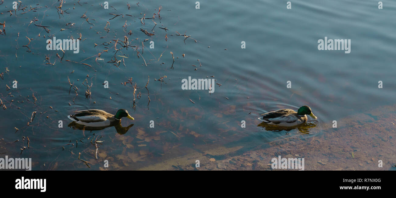 Deux canards nager dans l'étang en automne météo. Banque D'Images