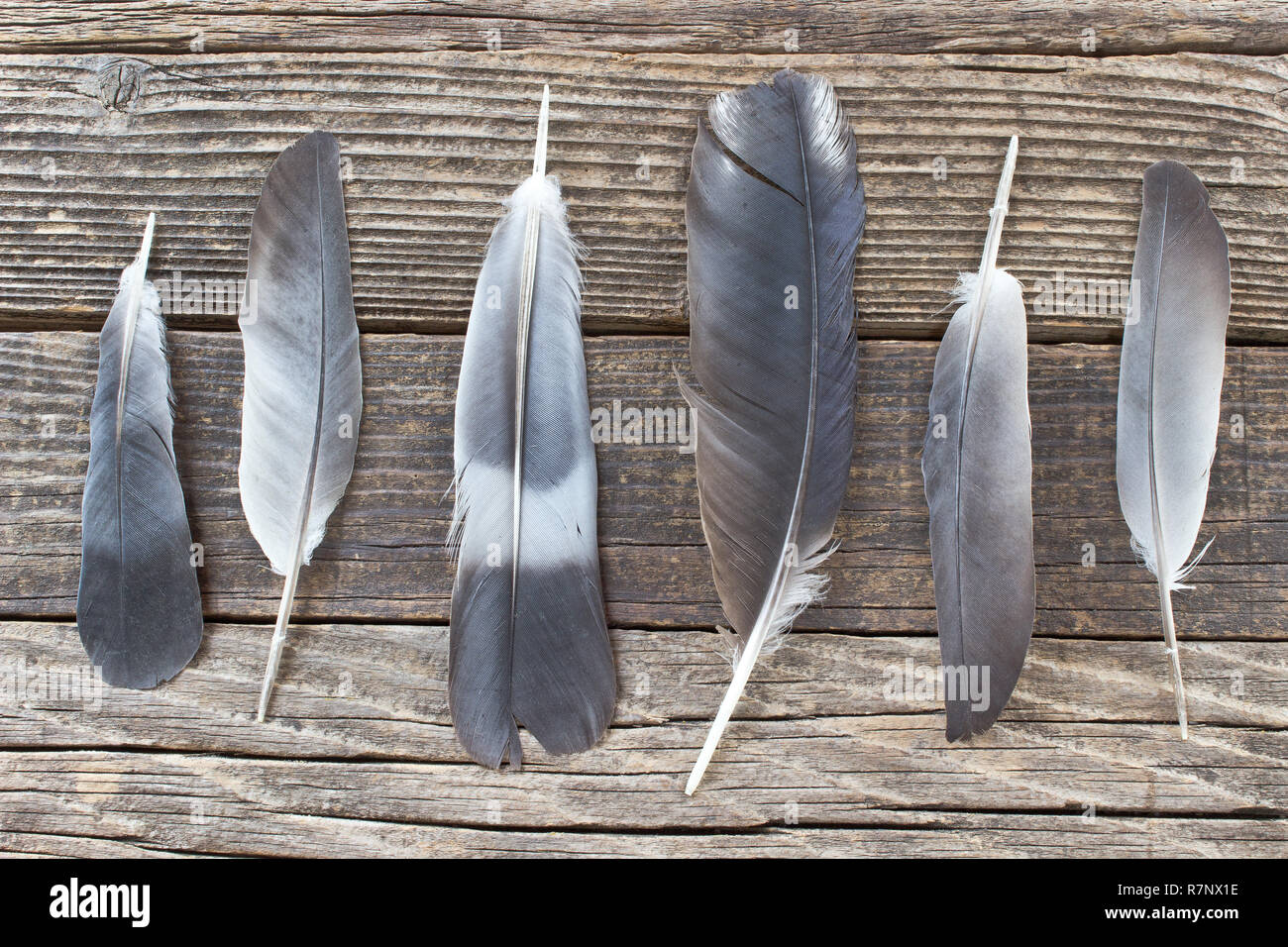 Plumes sur fond de bois vieux Banque D'Images