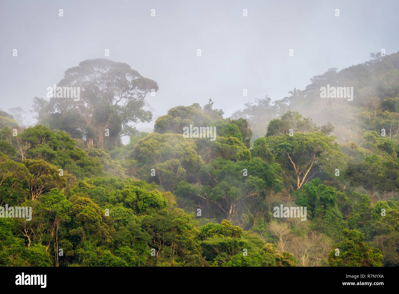 Matin brouillard dans la forêt atlantique du sud-est brésilien. Banque D'Images Matin brouillard dans la forêt atlantique du sud-est brésilien. Banque D'Images