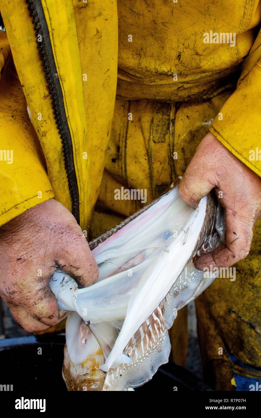 France, Manche, Blainville sur Mer, préparation de la seiche à bord Banque D'Images
