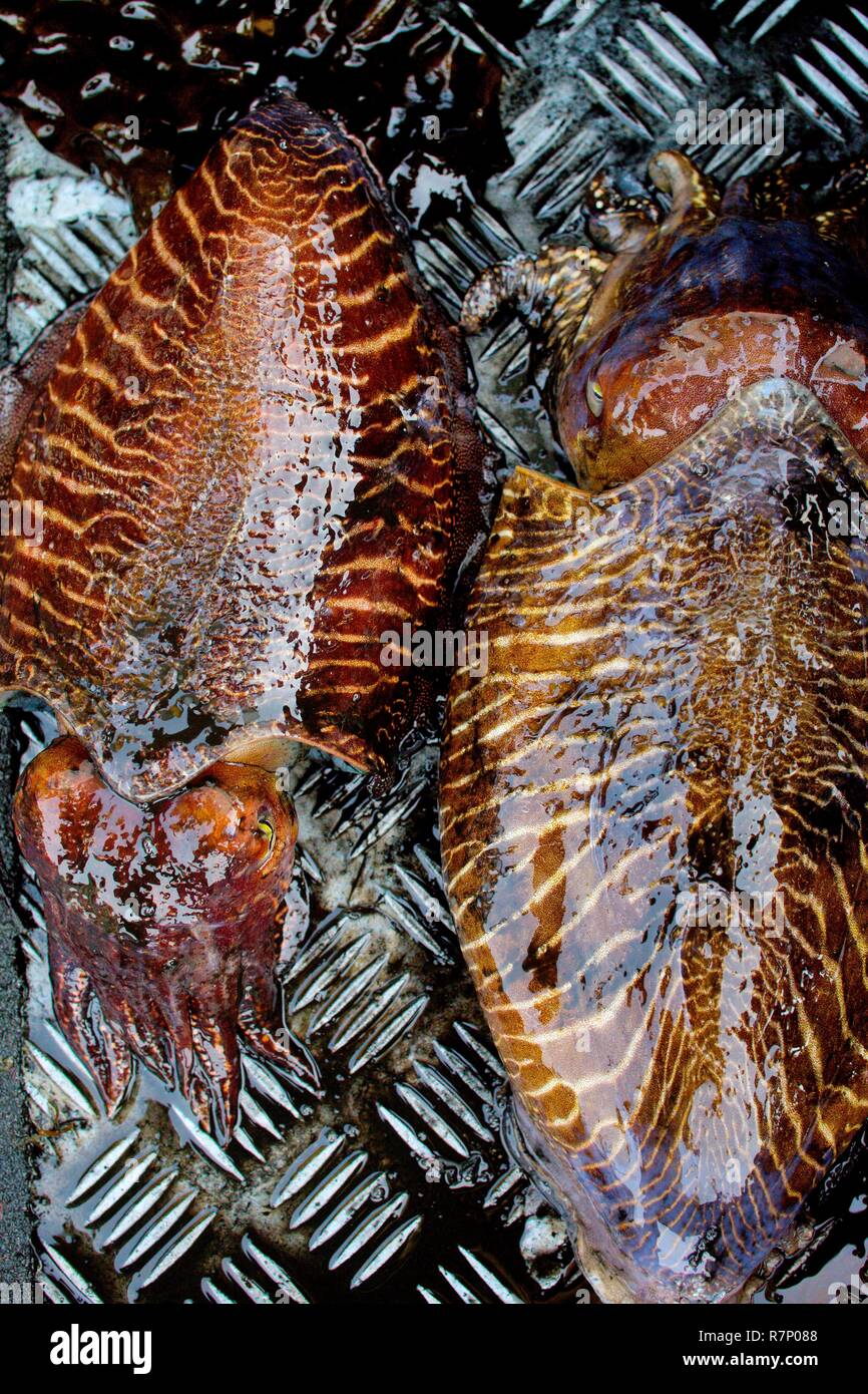 France, Manche, Blainville sur Mer, retour à bord du bateau de la seiche Banque D'Images