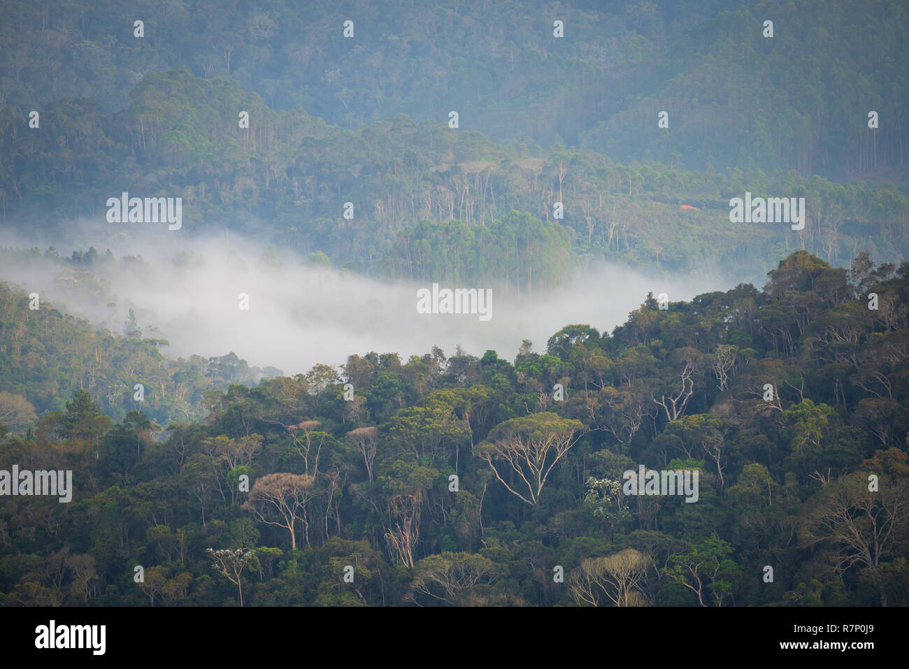 Brouillard dans la forêt atlantique du sud-est brésilien Banque D'Images