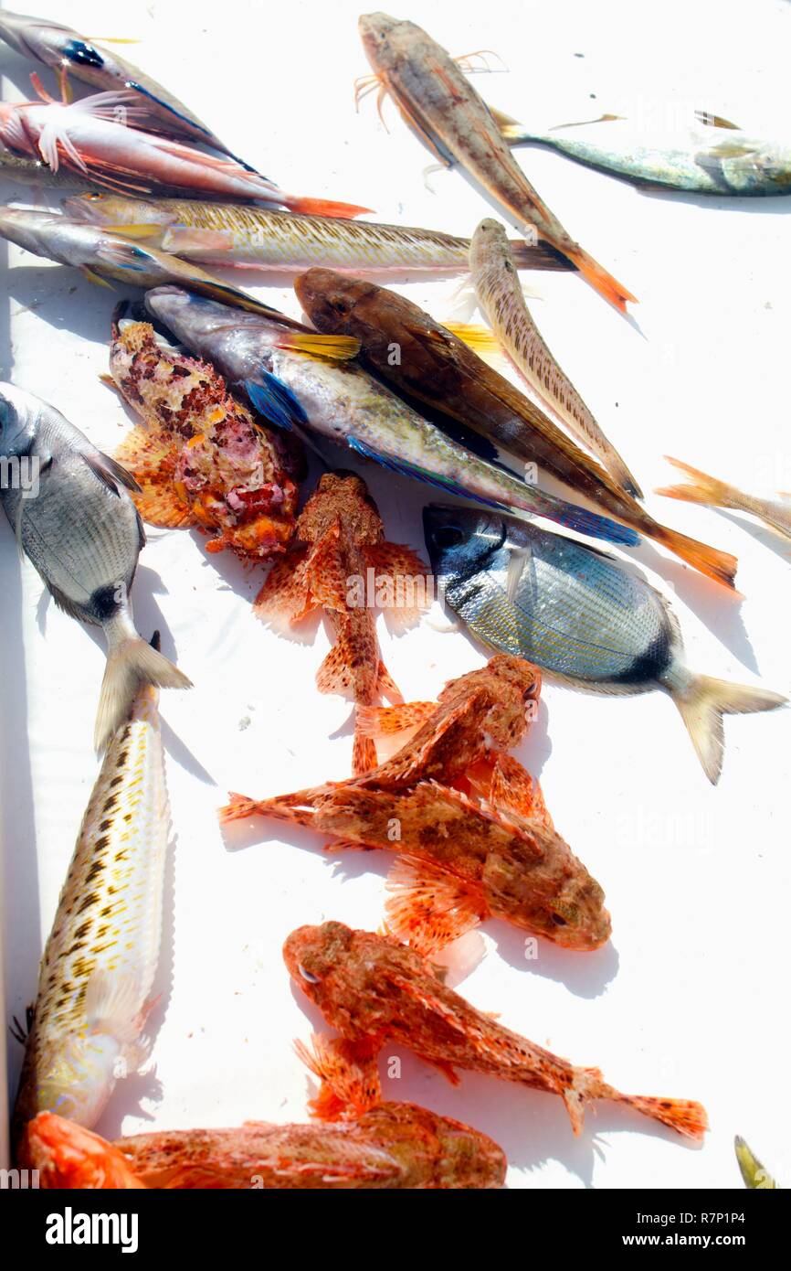 France, Bouches du Rhône, Marseille, vendeur de poisson sur le vieux port Banque D'Images
