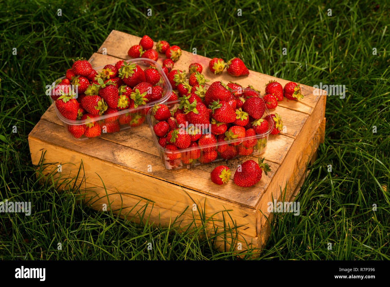Fraises fraîches du jardin lors de la récolte sur les caisses en bois dans des contenants en plastique pour la vente Banque D'Images