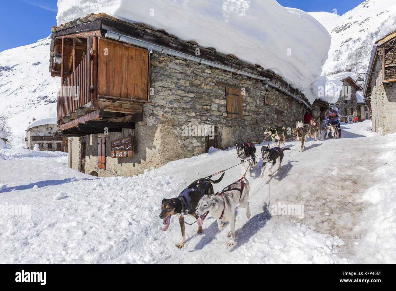 France, Savoie, parc national de la Vanoise, Bonneval sur Arc, étiqueté Les Plus Beaux Villages de France (Les Plus Beaux Villages de France), le plus haut village de Haute Maurienne (1850 m), la race de chiens de traîneaux le Lekkarod Banque D'Images