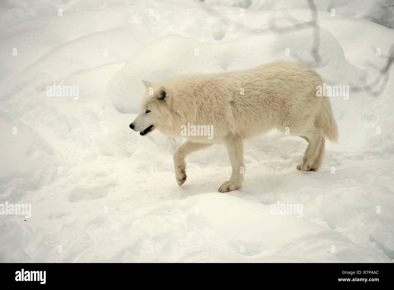 Loup arctique dans la neige (Canis lupus arctos) Banque D'Images