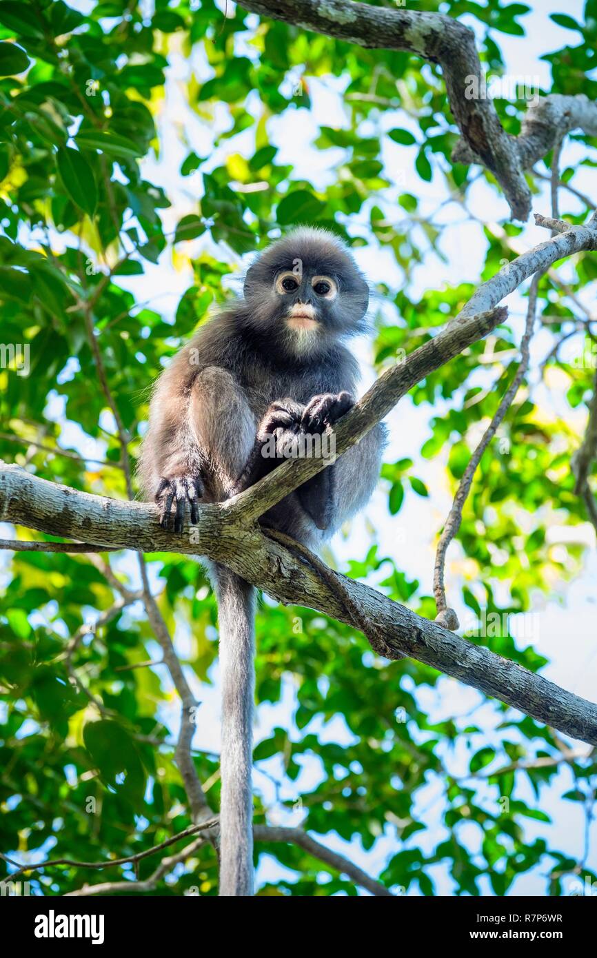 La Thaïlande, province de Phang Nga, Parc national marin de Tarutao, Ko Tarutao island, randonnées aux pieds Boo (falaise ou à Bu), feuille sombre des singe, ours à lunettes, ours à lunettes ou langur monkey leaf (Trachypithecus obscurus) Banque D'Images