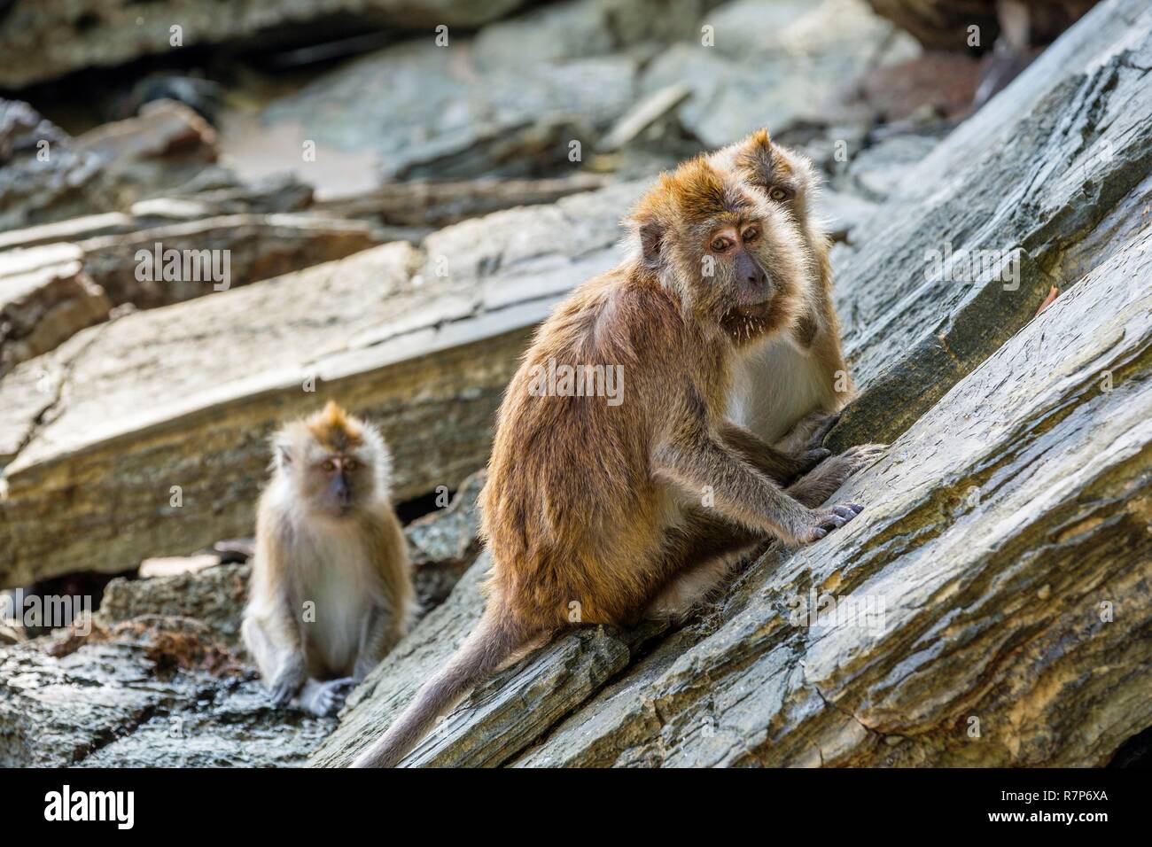 La Thaïlande, province de Phang Nga, Parc national marin de Tarutao, Ko Tarutao island, Ao Molae bay, le crabe-eating macaque (Macaca fascicularis) Banque D'Images