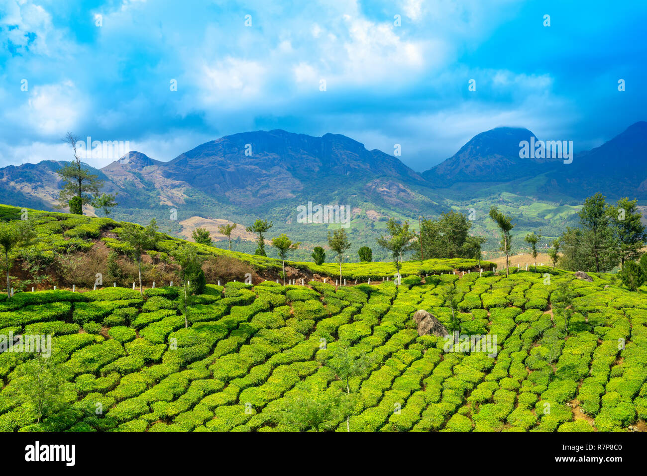 Belle vue de l'Inde avec les plantations de thé vert, collines, montagnes et ciel bleu, Kerala, Munnar Banque D'Images