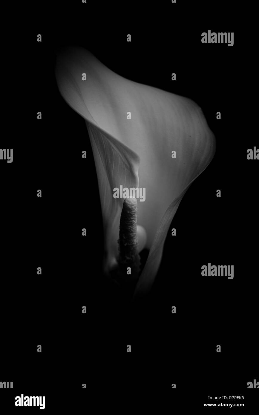 Zantedeschia aethiopica, connu sous le nom de calla lily d'arum et en noir et blanc, Niveaux de gris, monochrome Banque D'Images