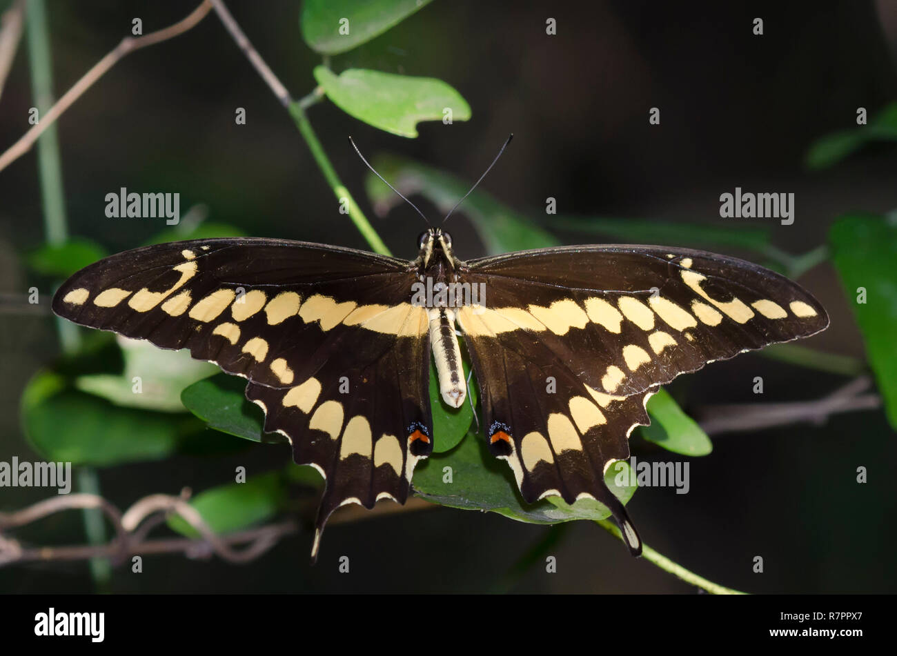 WESTERN Giant Swallowtail, Heraclides rumiko Banque D'Images