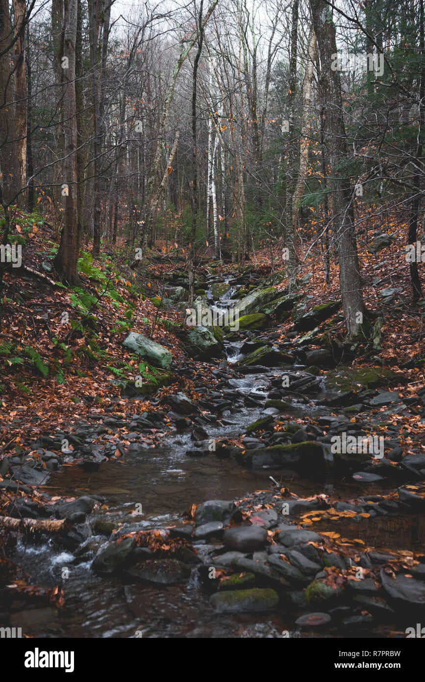 Scènes d'automne au cours d'une randonnée pédestre à Hunter Mountain dans l'État de New York. Banque D'Images