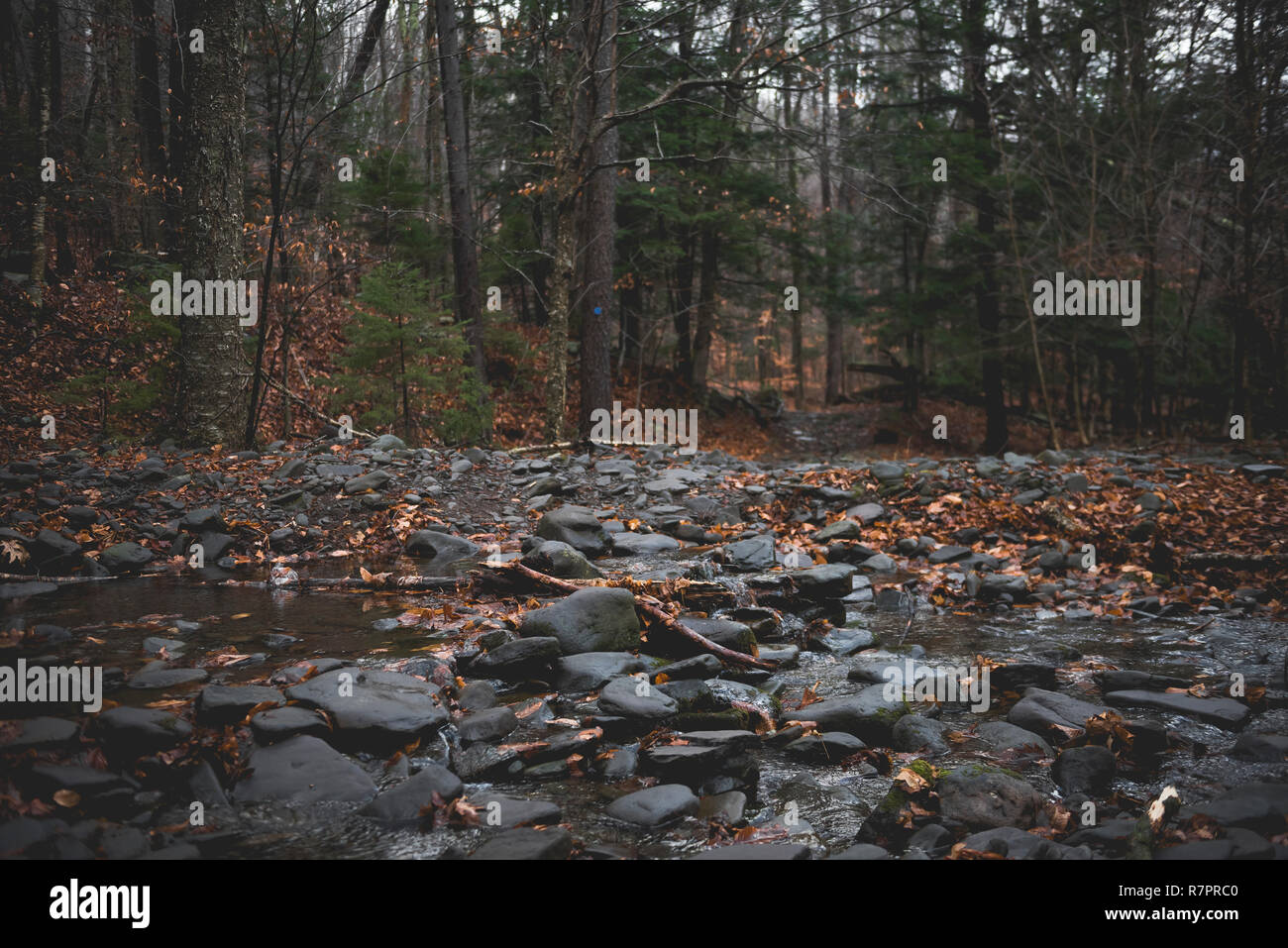 Scènes d'automne au cours d'une randonnée pédestre à Hunter Mountain dans l'État de New York. Banque D'Images