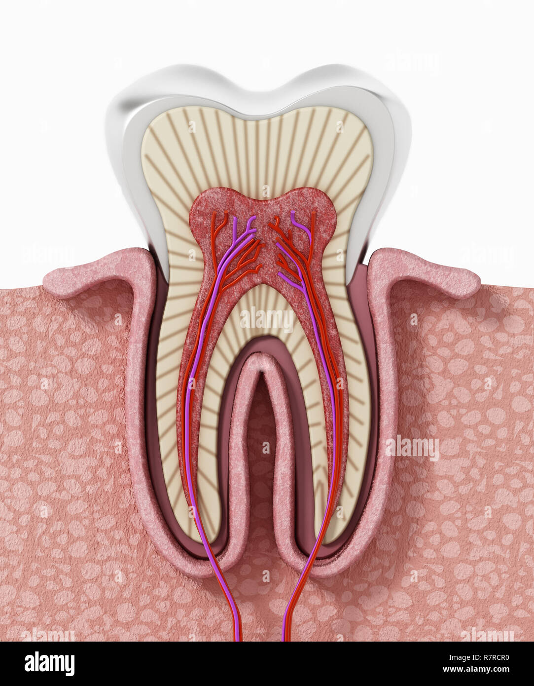 Structure 3D d'une dent humaine. 3D illustration. Banque D'Images