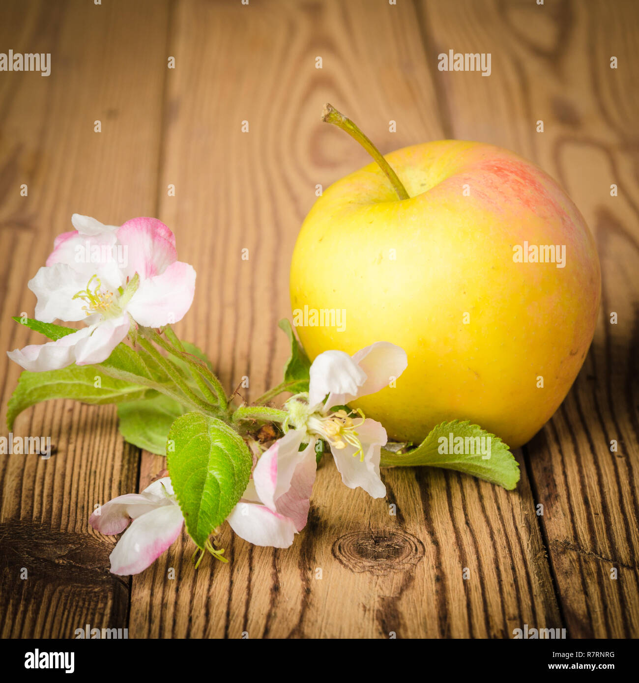 De pomme mûre et d'une branche en fleurs pommier sur une surface en bois, close-up Banque D'Images