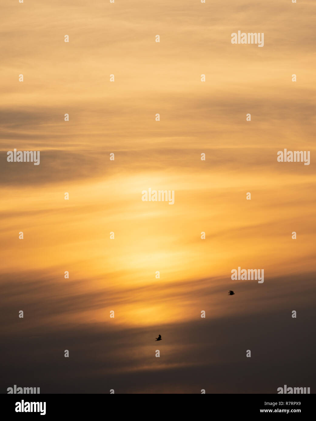 Jaune pastel doux nuages orange et le fond de ciel. Deux oiseaux en vol dans la lumière coucher de soleil spectaculaire. Banque D'Images