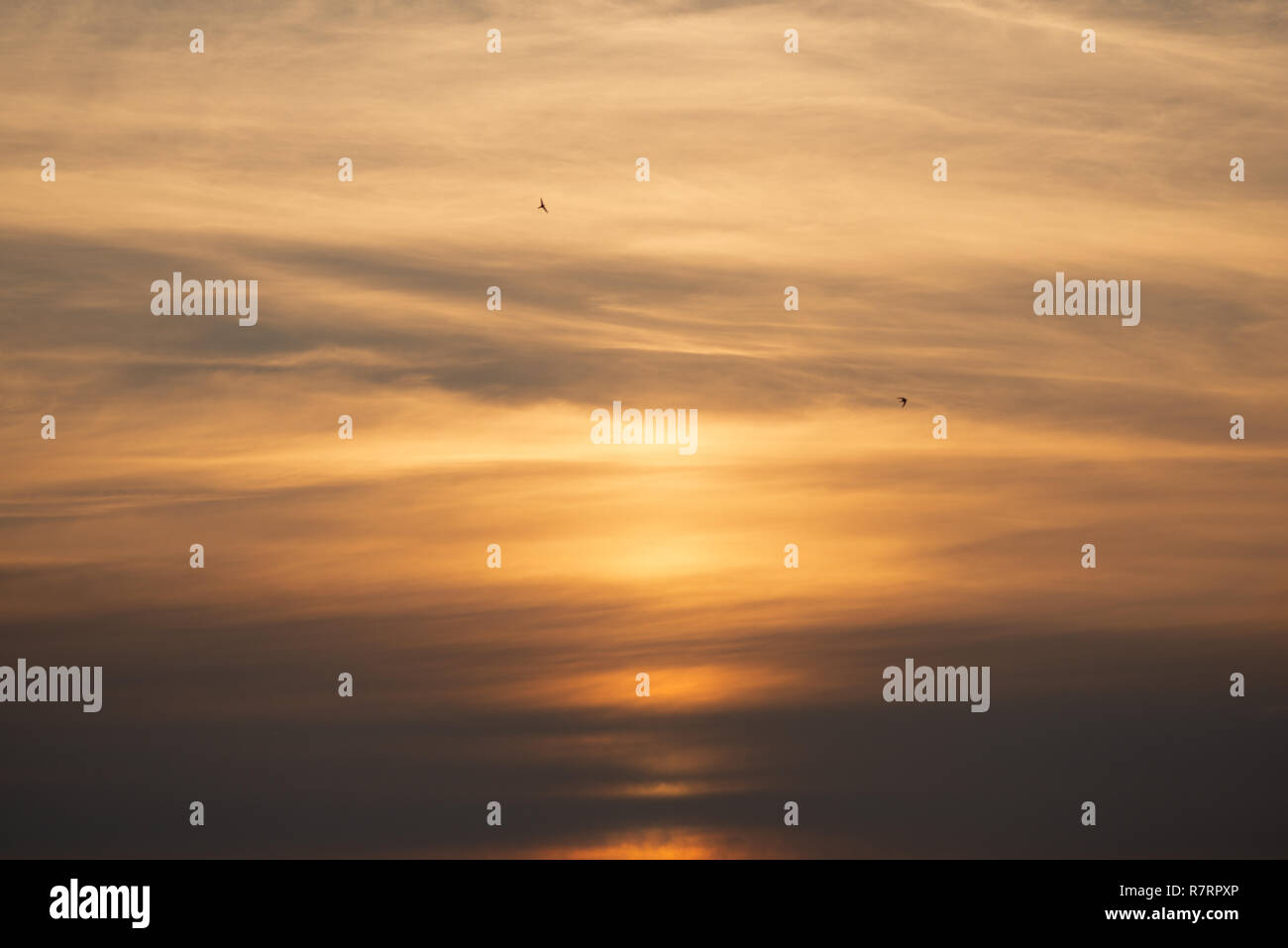 Oiseaux en vol contre coupé jaune pastel doux nuages orange au coucher du soleil. Banque D'Images