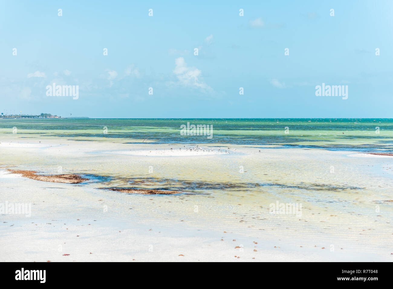 Key West, États-Unis pier park en Floride à l'océan, sur la mer près de la plage, côte, côte, l'eau peu profonde marée verte Banque D'Images