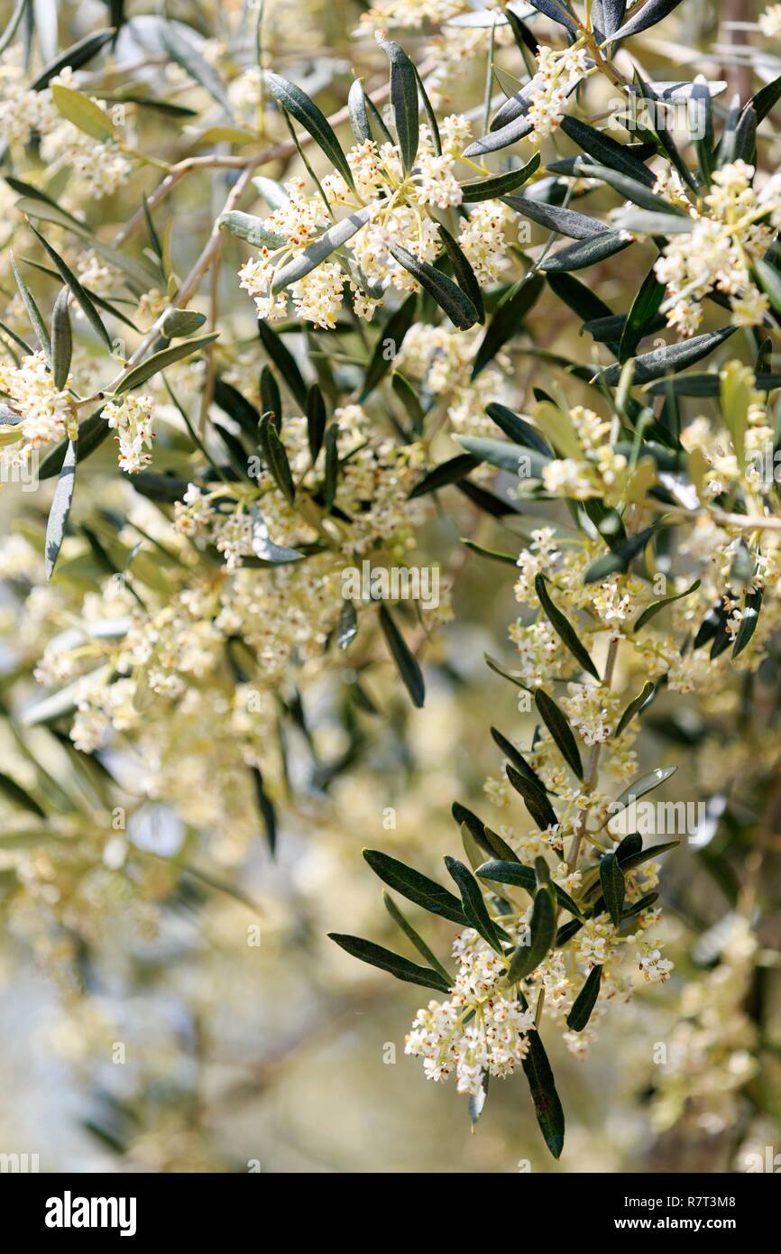 France, Bouches du Rhône, le Massif des Alpilles, parc naturel régional des Alpilles, Eygalières, olive arbre en fleur Banque D'Images