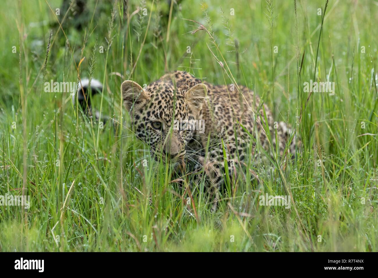 Kenya, Masai-Mara Game Reserve, le léopard (Panthera pardus), Cub 4/5 mois Banque D'Images