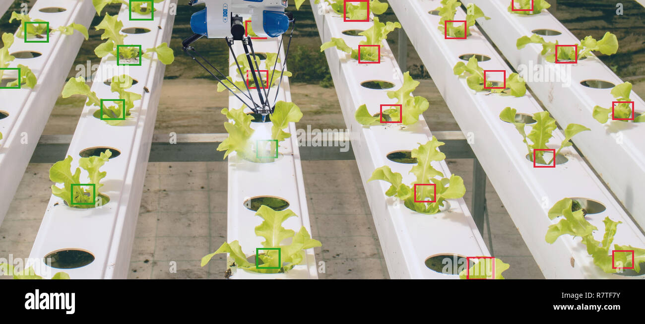 Robotique intelligente dans l'agriculture, concept futuriste robot-agriculteurs (automatisation) doit être programmée au travail pour recueillir les fruits et légumes en utilisant le profond Banque D'Images