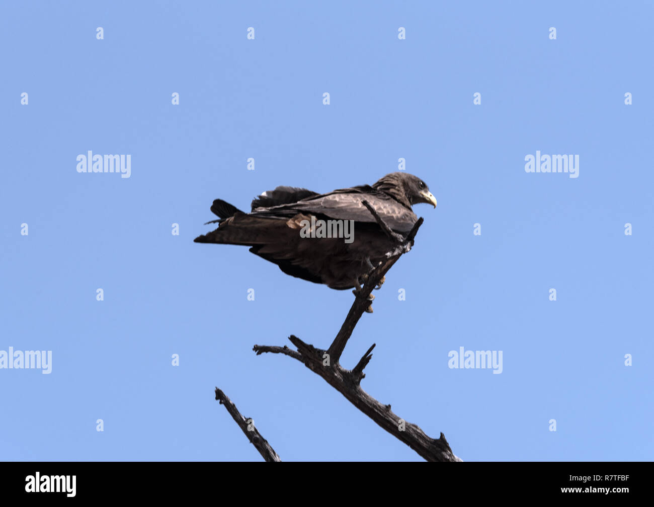 Un aigle sur une branche dans le Parc National de Chobe, au Botswana Banque D'Images