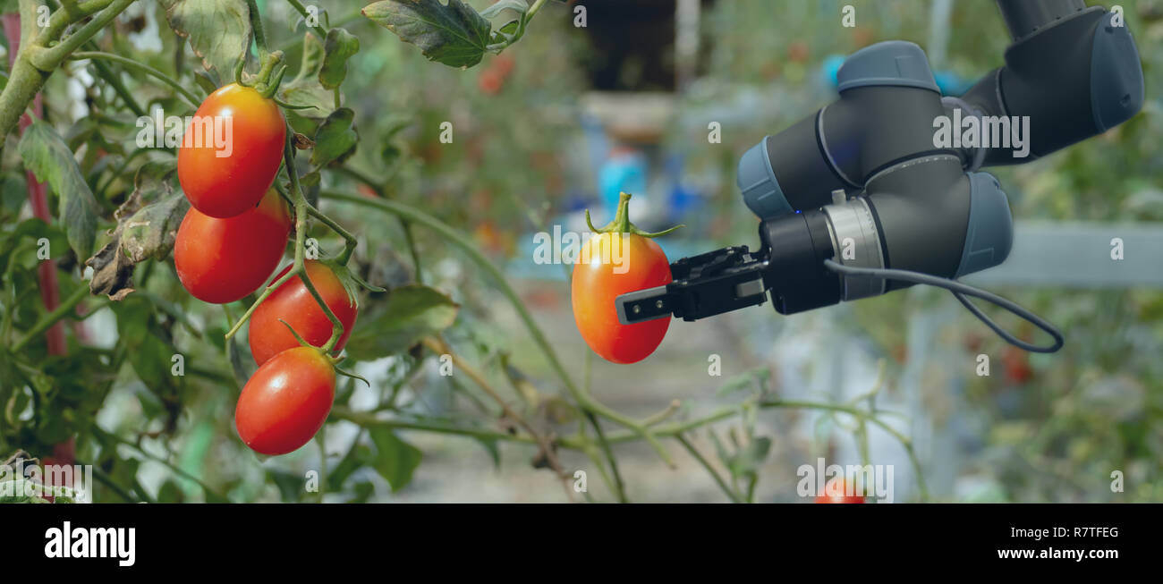 Robotique intelligente dans l'agriculture, concept futuriste robot-agriculteurs (automatisation) doit être programmé pour fonctionner à la verticale ou à l'intérieur ferme pour augmenter l'eff Banque D'Images