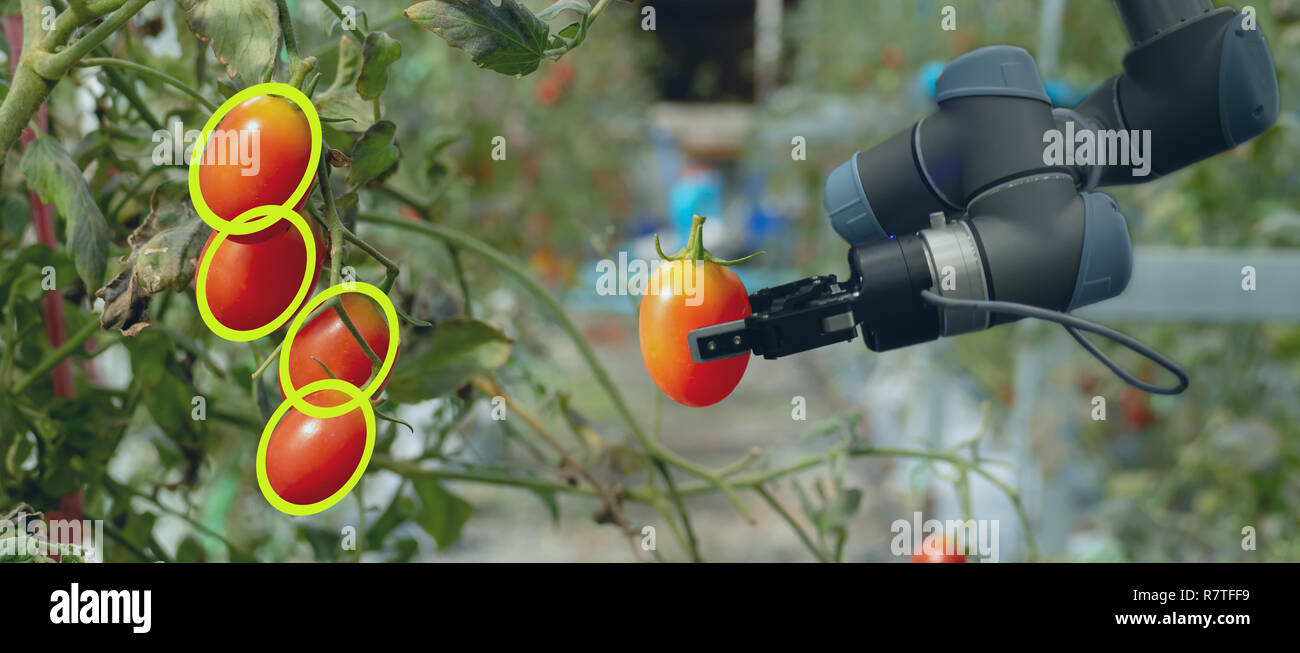 Robotique intelligente dans l'agriculture, concept futuriste robot-agriculteurs (automatisation) doit être programmée au travail pour recueillir les fruits et légumes en utilisant le profond Banque D'Images