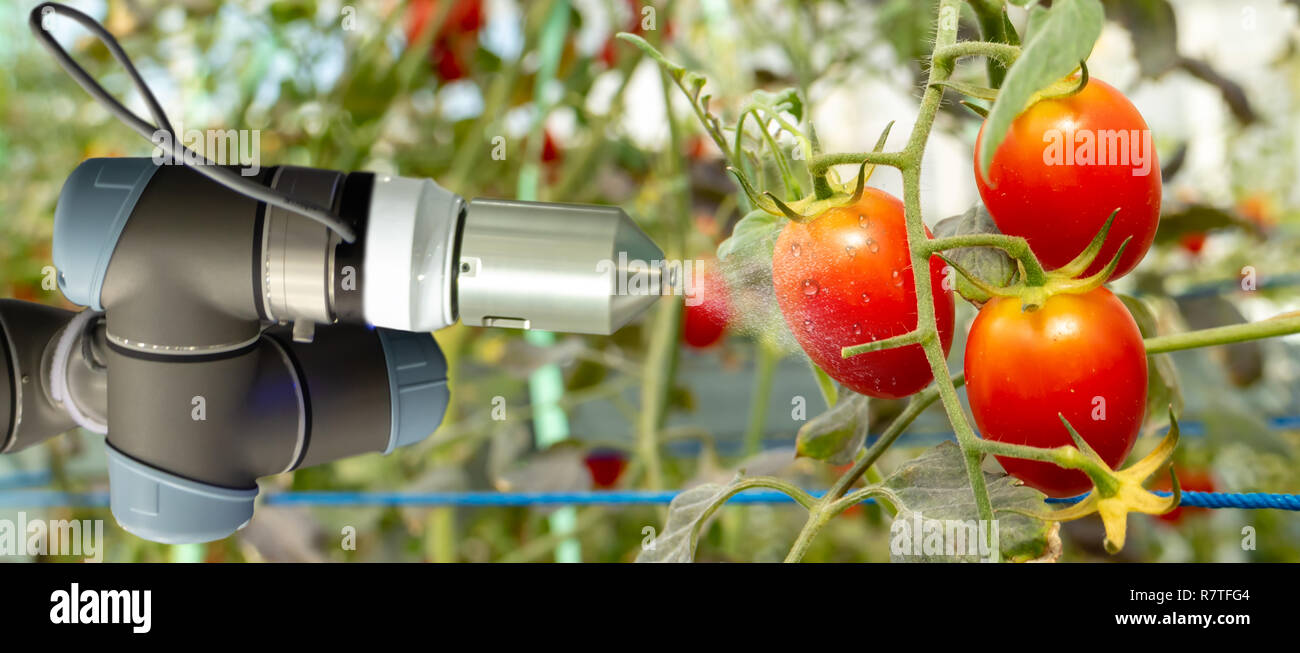 Robotique intelligente dans l'agriculture, concept futuriste robot-agriculteurs (automatisation) doit être programmé pour fonctionner à la verticale ou à l'intérieur ferme pour augmenter l'eff Banque D'Images