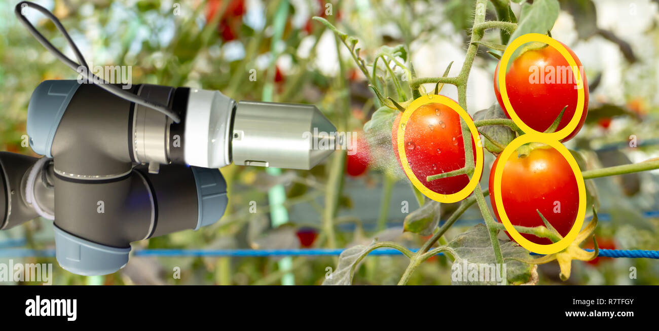 Robotique intelligente dans l'agriculture, concept futuriste robot-agriculteurs (automatisation) doit être programmée au travail pour recueillir les fruits et légumes en utilisant le profond Banque D'Images