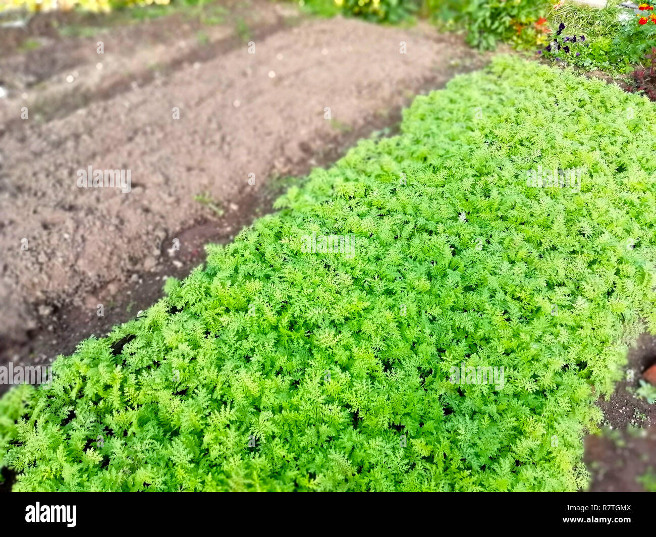 Lit vert dans le jardin Banque D'Images Lit vert dans le jardin Banque D'Images