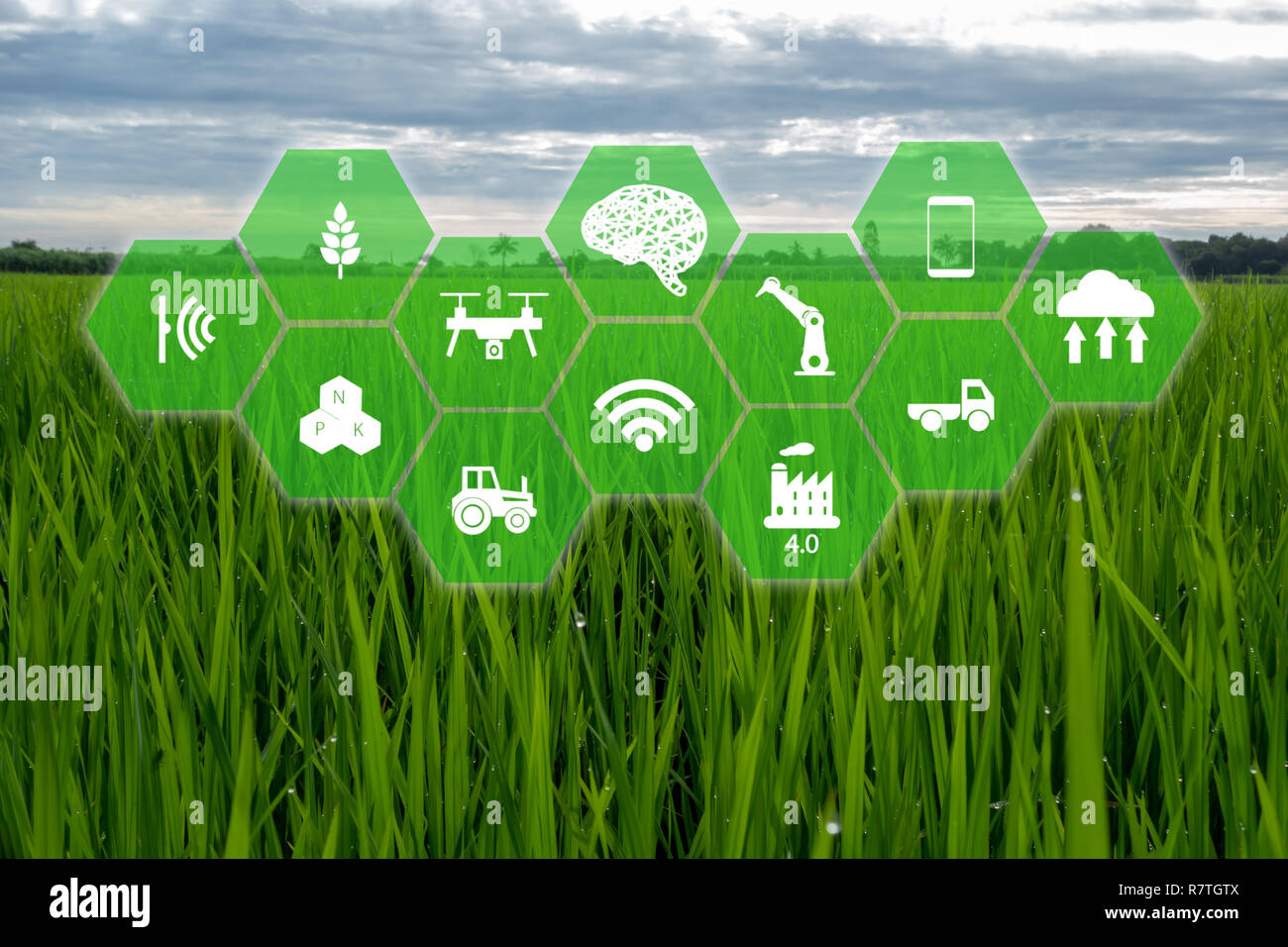 Iot, internet des objets,agriculteur agriculture concept, Smart farm avec icône Robotique Intelligence Artificielle (AI)/ utilisation pour le contrôle de gestion , , monitori Banque D'Images